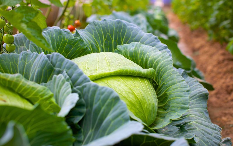 Cabbages growing in a chemical-free field