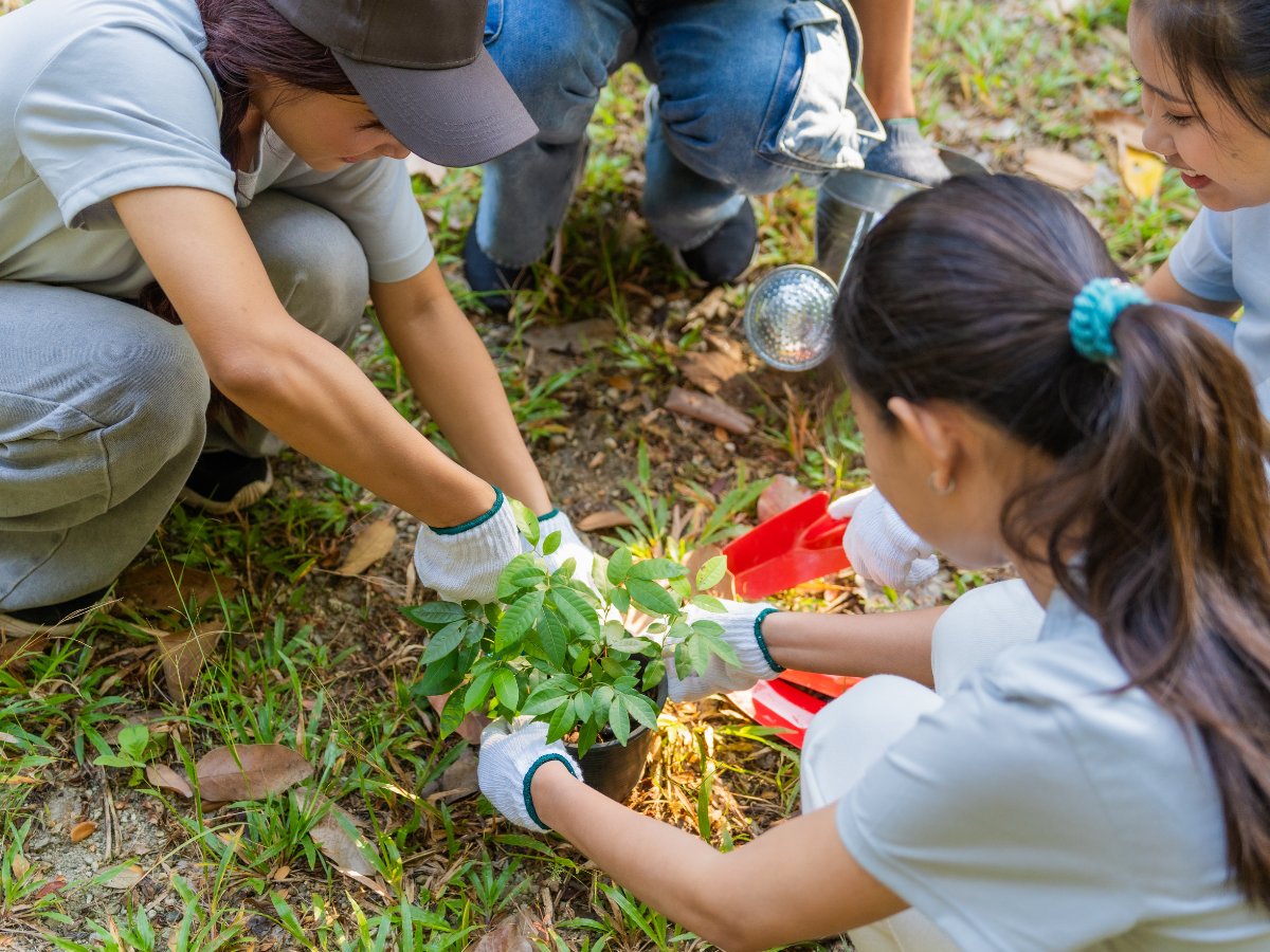 People planting seedlings in a community garden