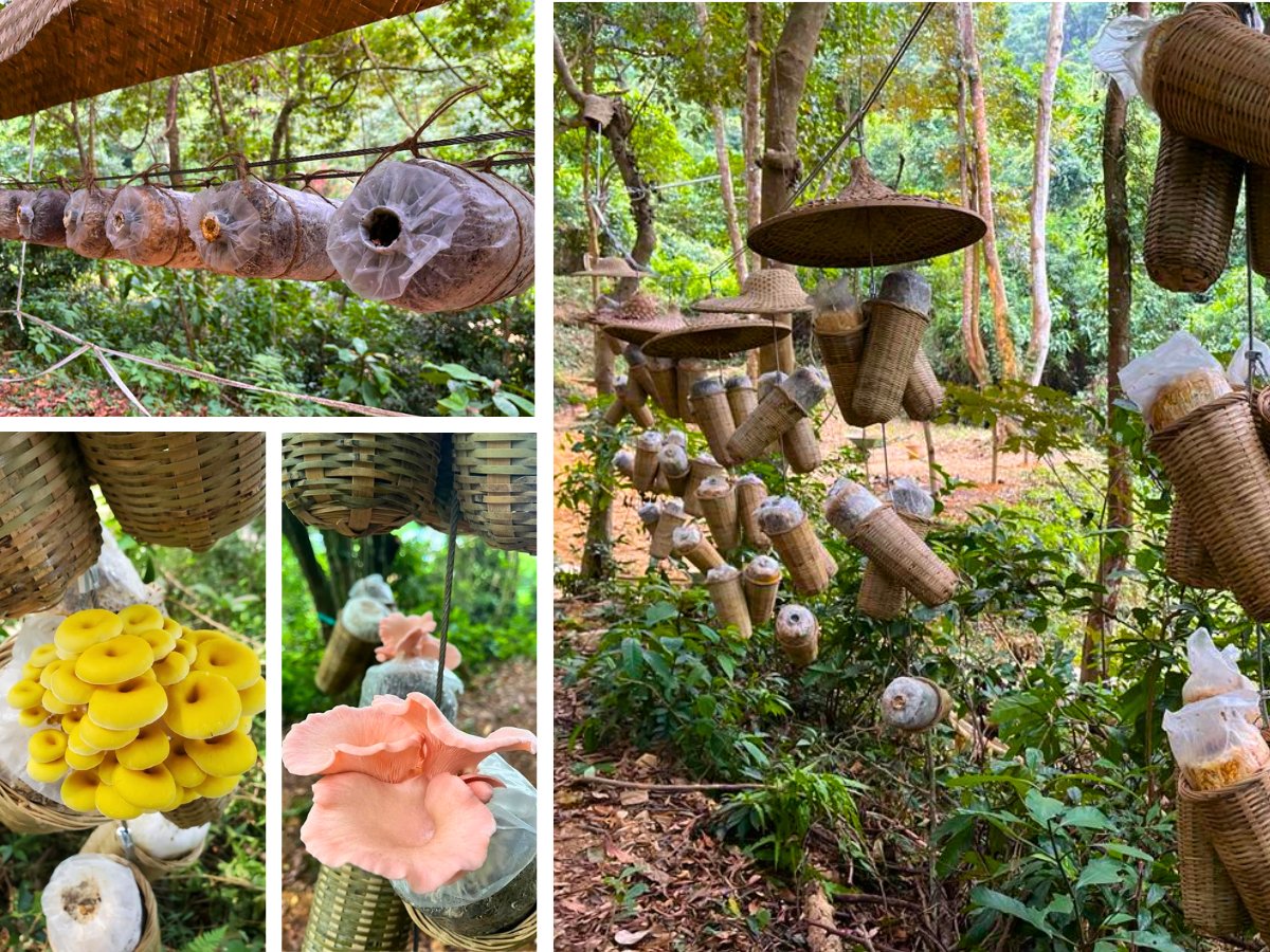 Hanging mushroom baskets and oyster mushrooms in woodland