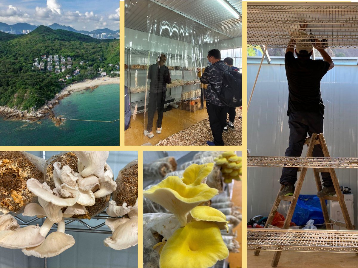 Lamma Island coastline and a community mushroom grow room
